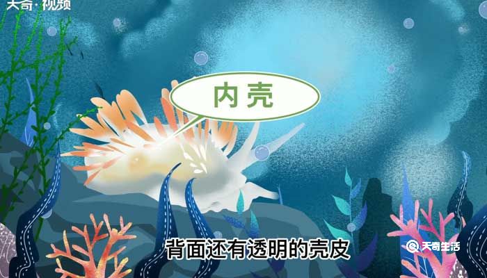 海兔子是小鱿鱼吗 海兔是不是小鱿鱼