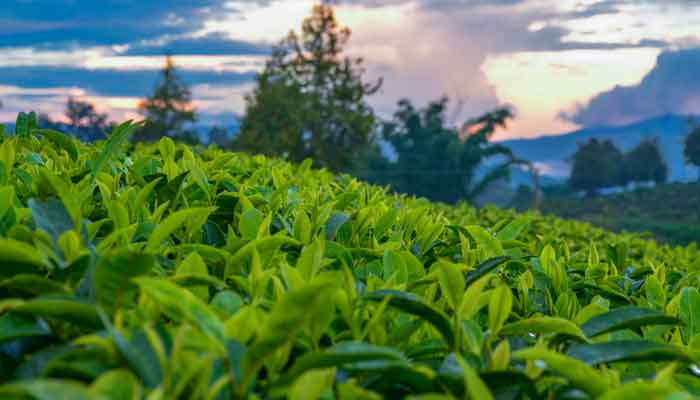 著有茶学专著《茶录》的是谁 是谁著有茶学专著《茶录》