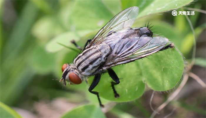 根據(jù)動物發(fā)明的東西有哪些 人類根據(jù)動物發(fā)明的東西有哪些