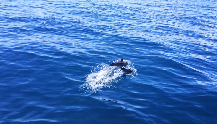 海猪能吃吗 海猪是什么动物