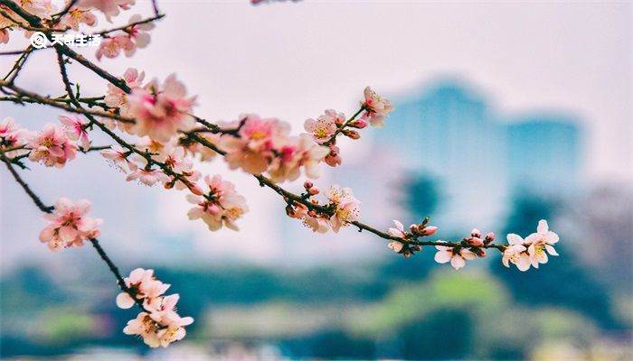 桃花仙人是谁 桃花仙人是指的哪位作者