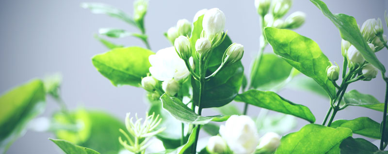 鲜茉莉花能不能直接泡水喝 鲜茉莉花可以直接泡水吗