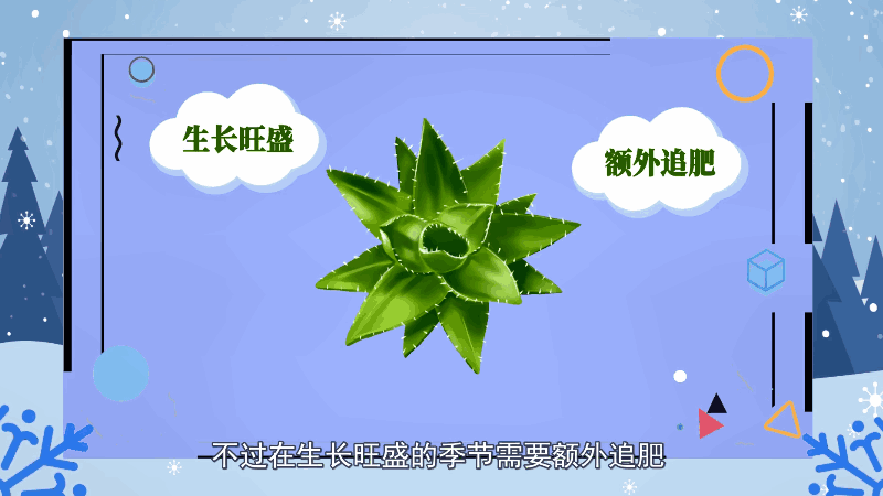 芦荟的养殖方法和注意事项 芦荟的养殖方法和注意事项是什么