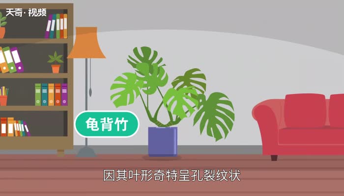 龟背竹的养殖方法和注意事项 龟背竹怎么养