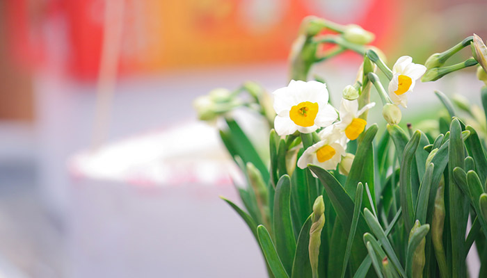 水仙花的花语 水仙花的花语是什么