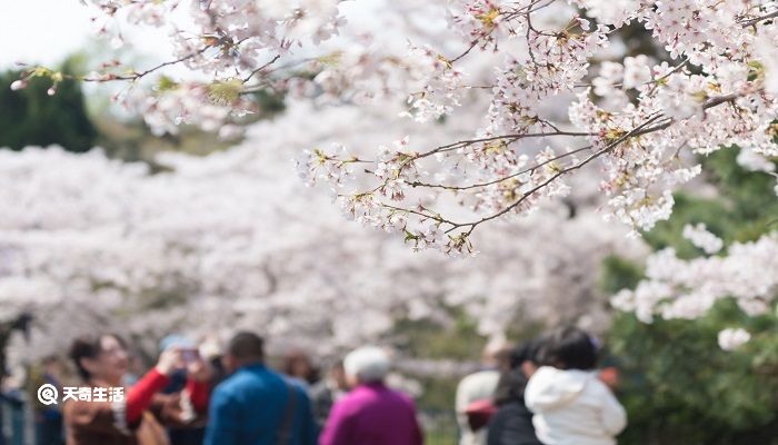 包頭市春季賞花去哪里 推薦包頭市春季賞花景點