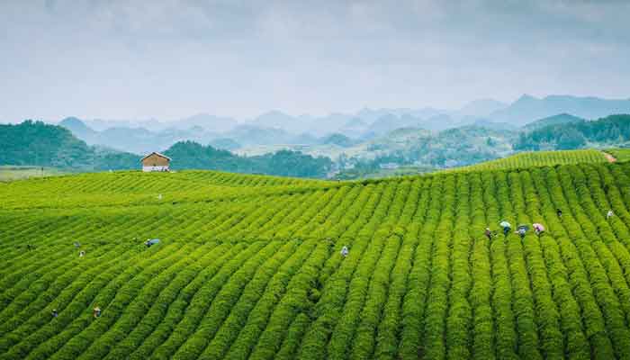 著有茶学专著《茶录》的是谁 是谁著有茶学专著《茶录》