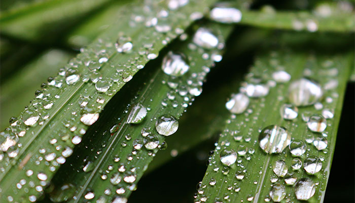 露水是怎么形成的 露水是从哪里来的