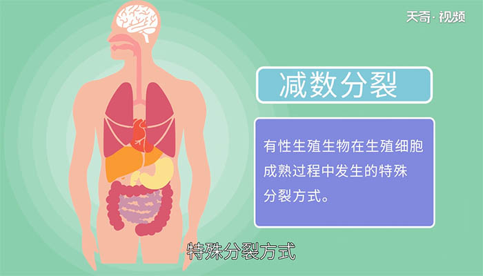 什么是减数分裂 减数分裂是什么