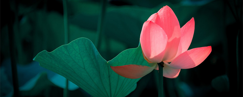 花非花雾非雾比喻什么 花非花雾非雾比喻什么意思