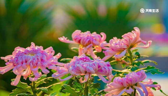 菊花唐元稹寄托了诗人怎样的思想感情 菊花唐元稹这首诗的意思