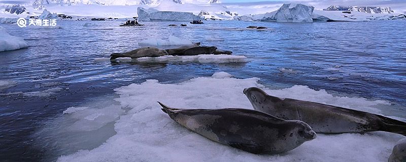 海豹生活在哪里 海豹主要生活在哪里