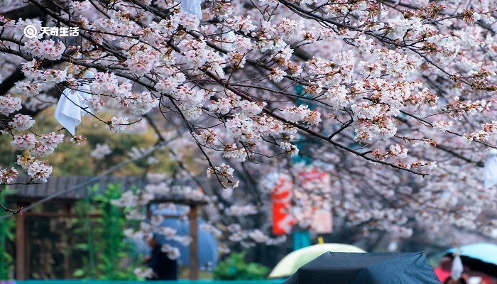 包頭市春季賞花去哪里 推薦包頭市春季賞花景點