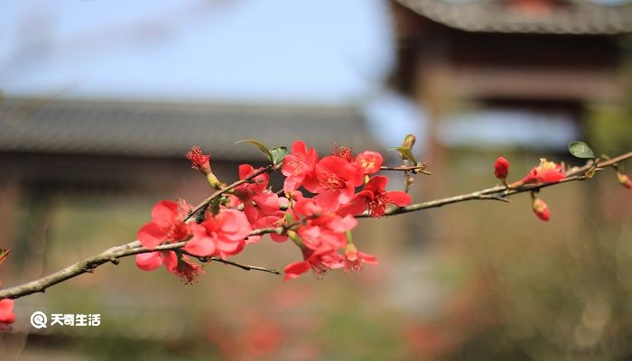 古诗梅花的意思 梅花古诗的意思翻译