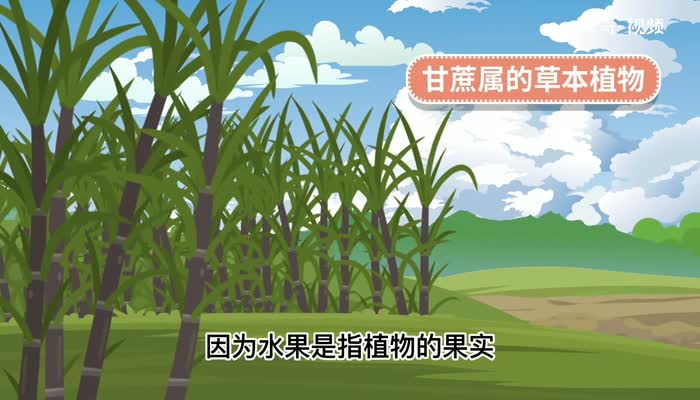 甘蔗属于水果类吗 甘蔗是水果类吗