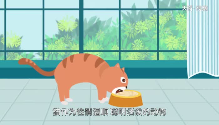 猫的品种 猫咪的品种分类