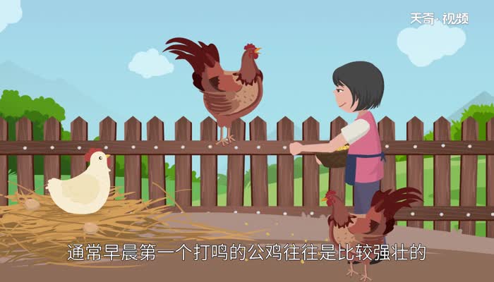 公雞為什么打鳴 公雞打鳴的原因