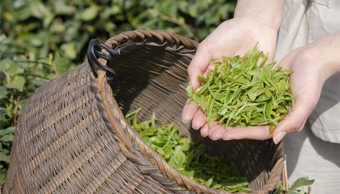 哪些茶属于绿茶 哪些茶属于绿茶类的