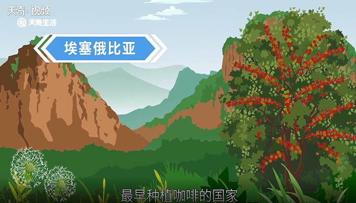 世界上最早種植咖啡的國(guó)家 世界上最早種植咖啡的國(guó)家是