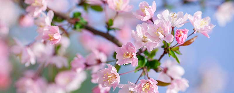 海棠花花语 海棠花的花语是什么