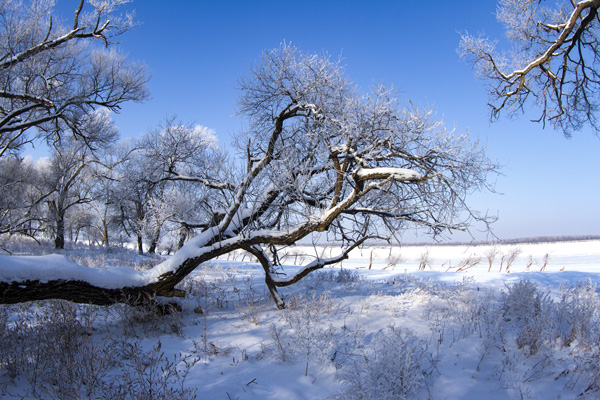 千里冰封万里雪飘全诗 北国风光千里冰封全文