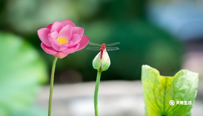 池上描写的是什么季节 池上描写的是什么季节什么地方