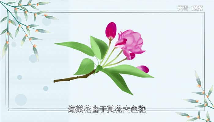 海棠花花语 海棠的花语是什么