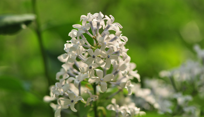 丁香花是什么颜色 丁香花的颜色是什么