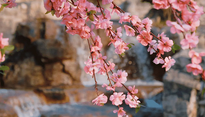 3月開什么花 3月開的花有什么