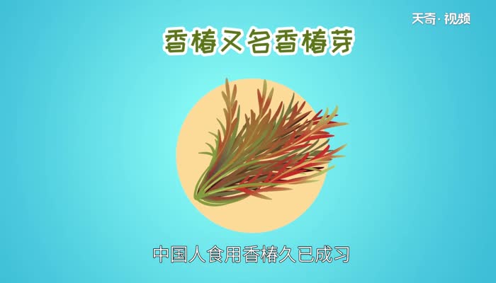 吃香椿的禁忌 春季吃香椿要注意哪些禁忌