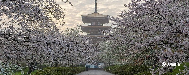 包頭市春季賞花去哪里 推薦包頭市春季賞花景點