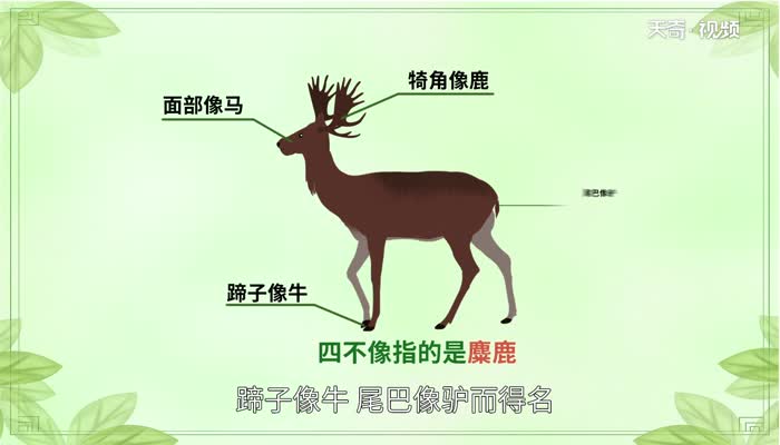 四不像是什么動(dòng)物 	四不像神獸的來(lái)歷