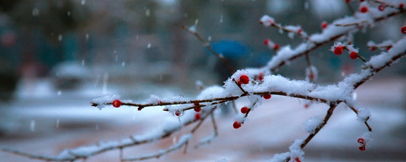 雪梅其二的意思 雪梅其二古诗翻译