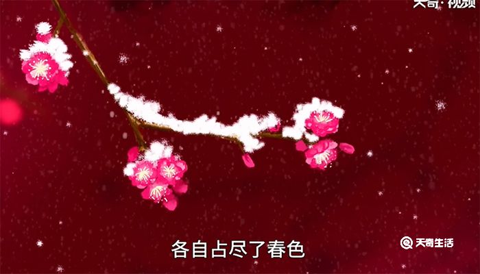 雪梅赏析 雪梅的赏析