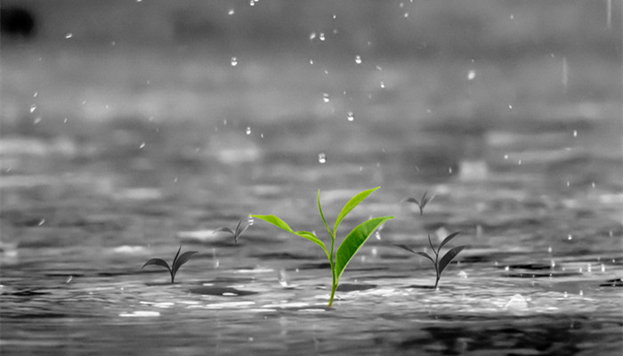 丁香空结雨中愁的意思 丁香空结雨中愁什么意思