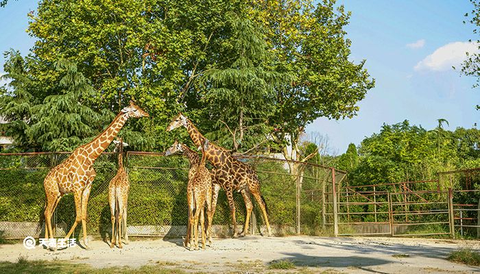 動(dòng)物園里有什么動(dòng)物 動(dòng)物園里有哪些動(dòng)物