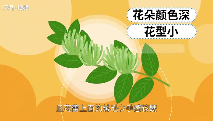 山銀花與金銀花的區(qū)別 山銀花和金銀花一樣嗎