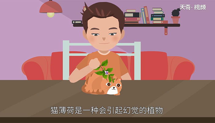 猫薄荷是什么 猫薄荷是什么东西