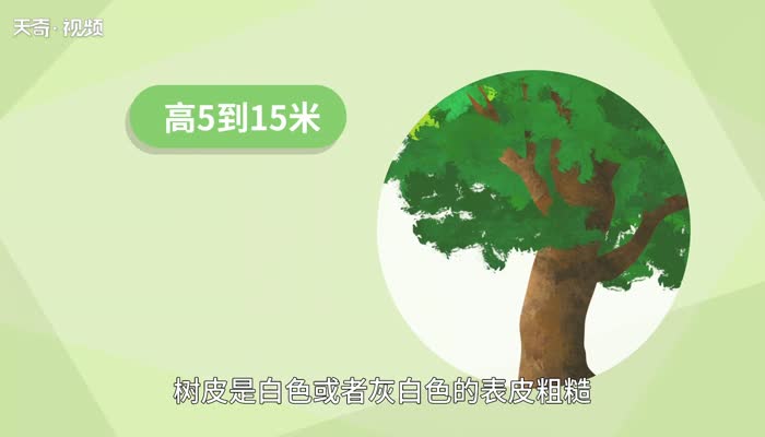 桦树和杨树的区别 桦树和杨树有什么区别