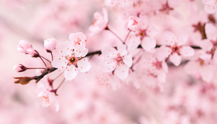 樱花是什么颜色 樱花是什么颜色的花