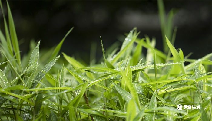 岁寒三友是指哪三个植物 岁寒三友是哪三友