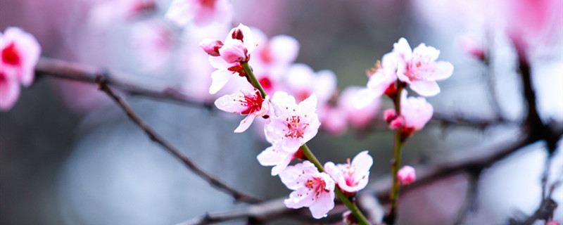 山亭桃花节在什么地方 桃花节是哪里的