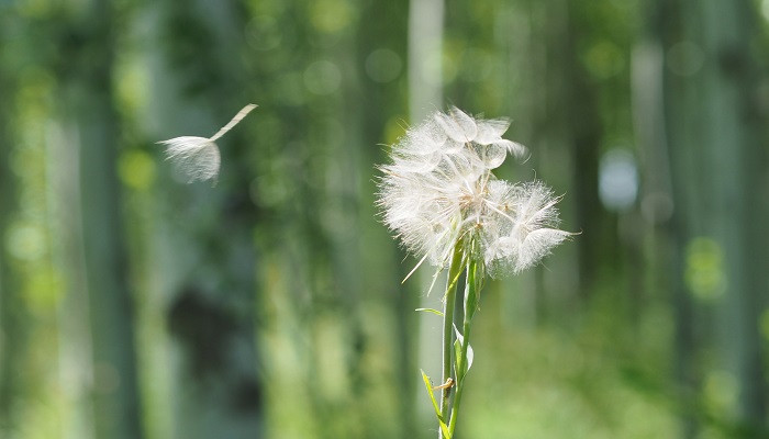 蒲公英怎么吃 蒲公英的吃法