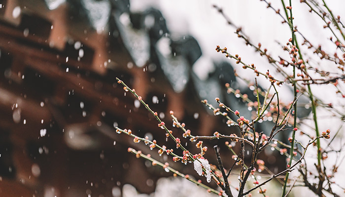 雪梅宋卢钺诗翻译 雪梅的翻译