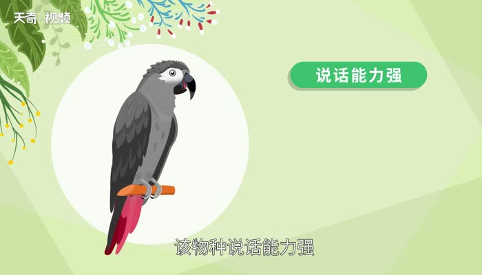 世界上最會(huì)說話的鳥 世界上最會(huì)說話的鳥是什么