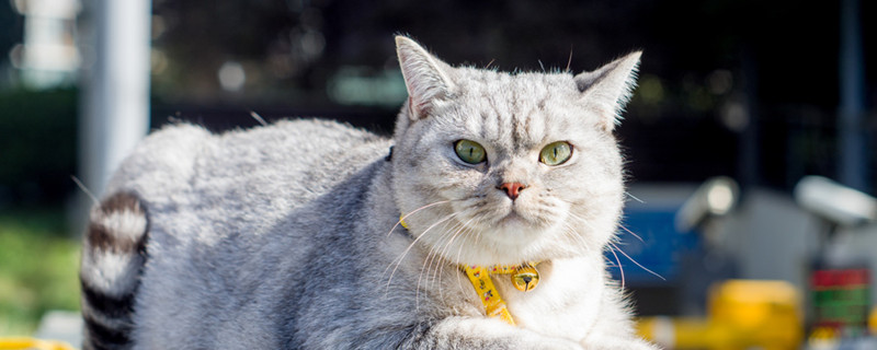 银渐层配蓝猫算串吗 银渐层配蓝猫会怎么样