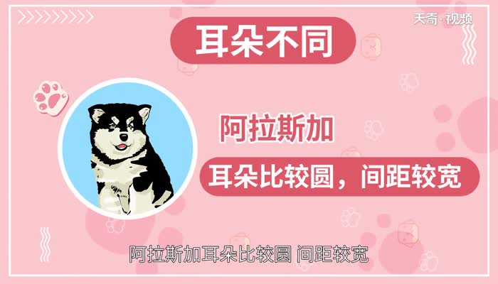 哈士奇和阿拉斯加的区别 阿拉斯加和哈士奇有什么区别