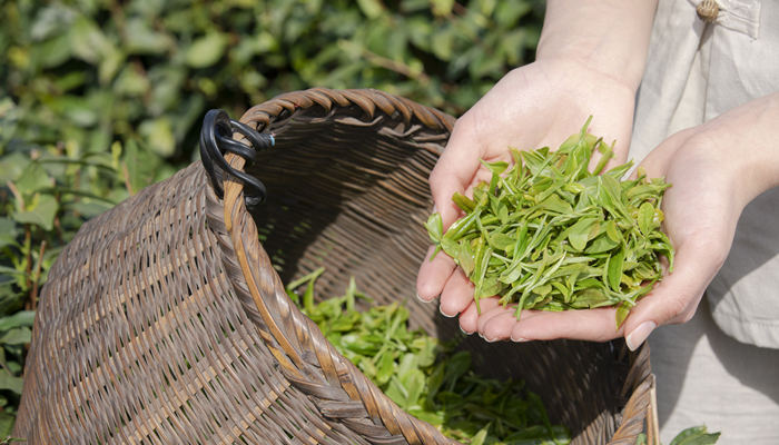 茶擁有5000年的歷史,傳說,神農(nóng)氏喝開水時的翻譯 茶擁有5000年的歷史,傳說,神農(nóng)氏喝開水時翻譯