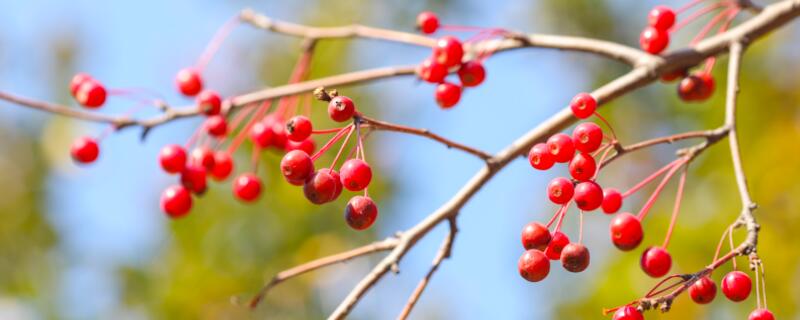 紅豆生南國(guó)全詩意思  為什么紅豆又叫相思豆