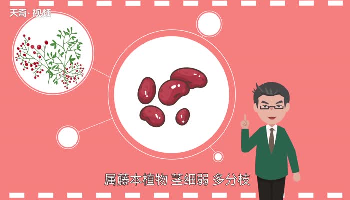 相思豆是什么 	相思豆是红豆吗